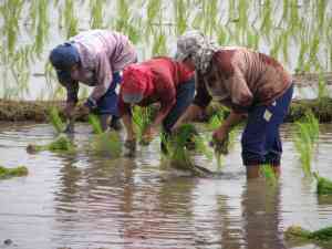 THAI CNX 08 Planting rice 2
