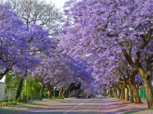 Jacaranda