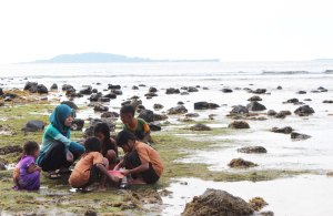 Gathering crabs 2
