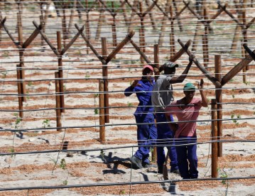 Vineyard workers
