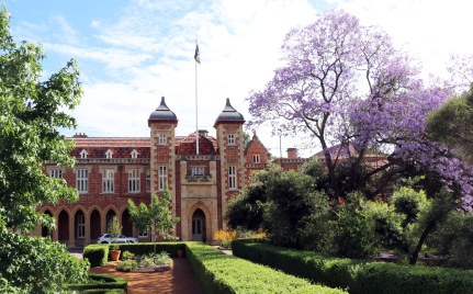 Jacarandas and Government House
