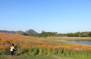 Chiang Rai Flowers And Festivals Hallomega Chiang Rai Flowers And Festivals Hallomega